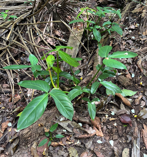 Philodendron hylaeae, photograph 6