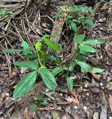 Philodendron hylaeae, photograph (c) avocat, some rights reserved (CC BY)