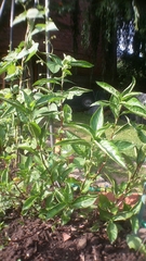 Persicaria tinctoria