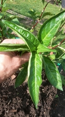 Persicaria tinctoria