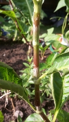 Persicaria tinctoria