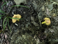 Cantharellus lewisii