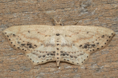 Scopula cacuminaria