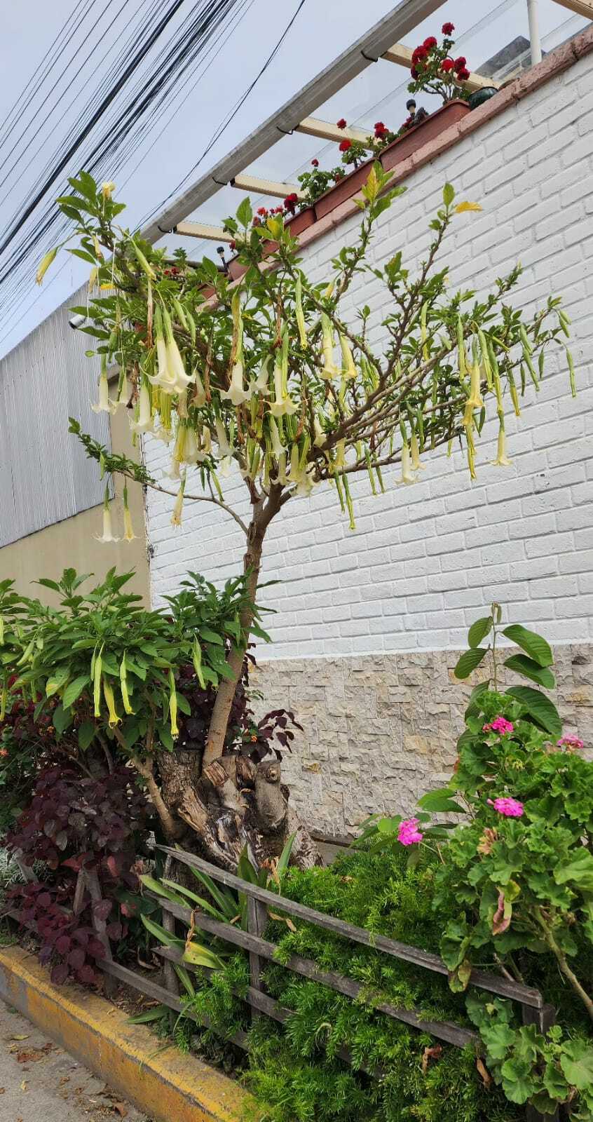Imagem de Trombeta-de-anjos