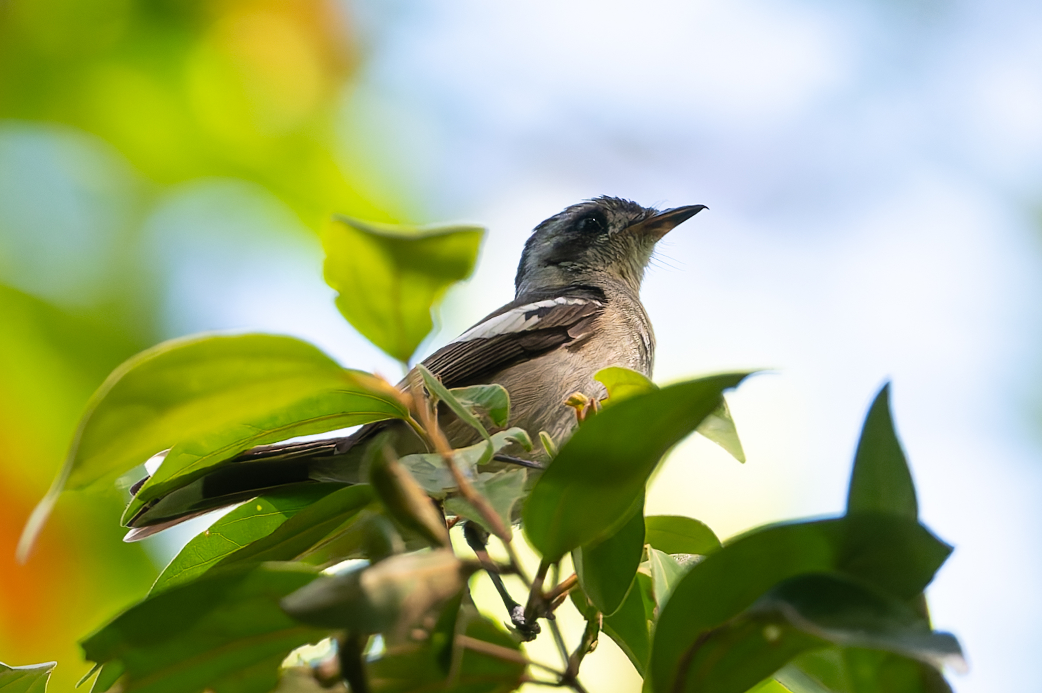 White-eared Monarch (Carterornis leucotis), photo 5