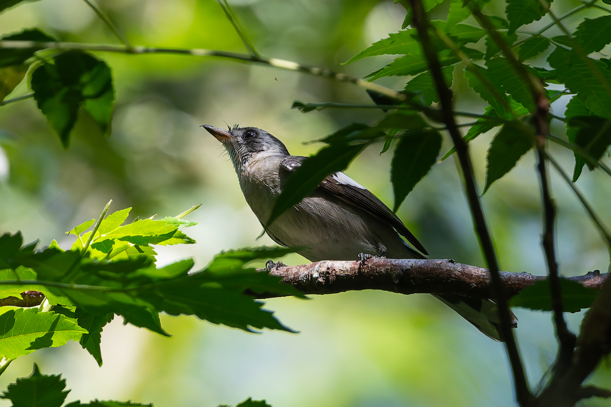 White-eared Monarch (Carterornis leucotis), photo 6