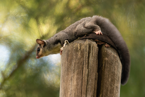 Squirrel Glider (Petaurus norfolcensis)