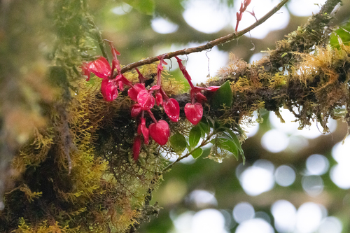 Medinilla waterhousei observed 2024-11-19