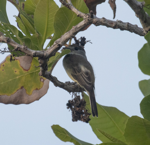 White-naped Xenopsaris (Xenopsaris albinucha), photo 7