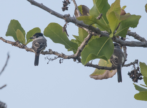 White-naped Xenopsaris (Xenopsaris albinucha), photo 8
