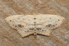 Scopula cacuminaria