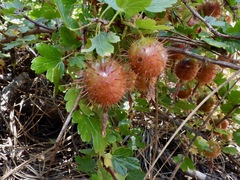 Ribes roezlii