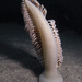 Sea Pens - Photo (c) Doug Anderson, some rights reserved (CC BY-NC)