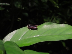 Opisthoplatia orientalis