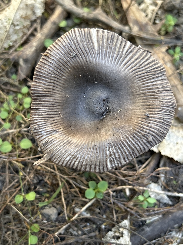 Amanita pekeoides · February 2025 · photo: © katrina_muir (iNaturalist, cc0)