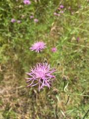 Centaurea