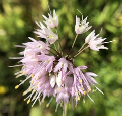 Allium cernuum