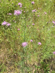 Centaurea