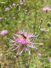 Centaurea