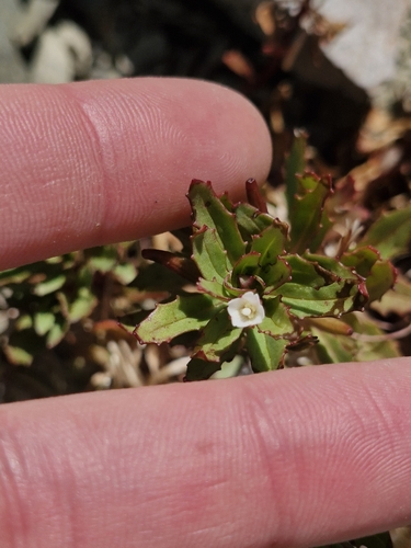 Image of Epilobium pycnostachyum by (c) Irisa Hudson, some rights reserved (CC BY)