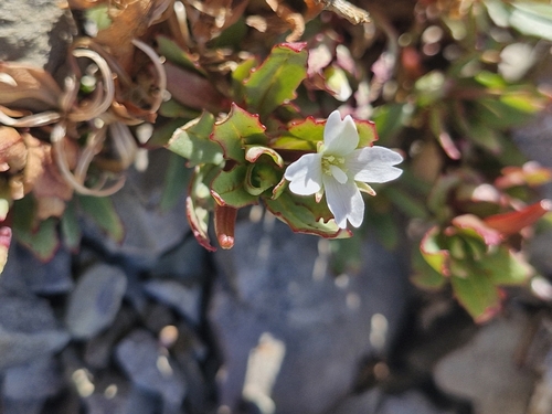 Image of Epilobium pycnostachyum by (c) Irisa Hudson, some rights reserved (CC BY)