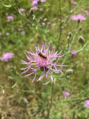 Centaurea