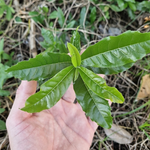 Foto de Louro-pardo