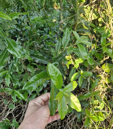 Foto de Louro-pardo