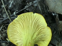 Cantharellus lewisii