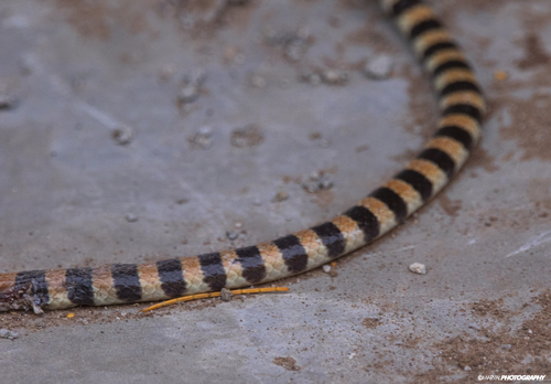 Banded Sand Snake