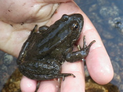Rana sierrae