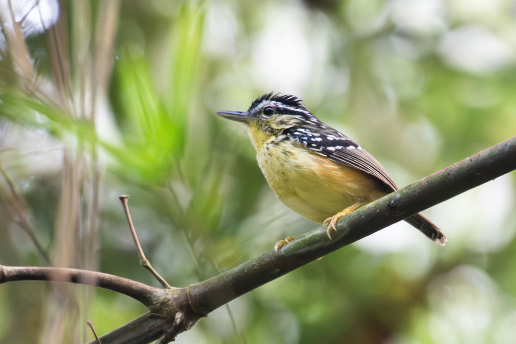 Yellow-breasted Warbling-Antbird photo
