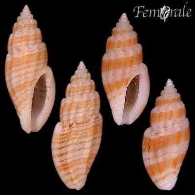 Eucithara