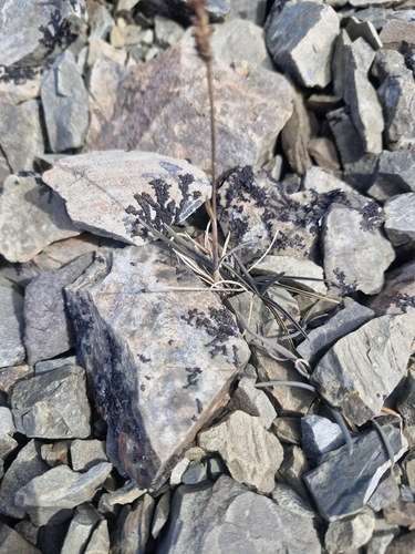 Poa buchananii, photograph 6