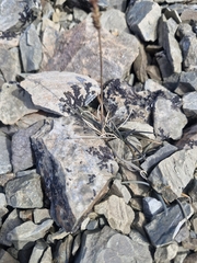 Poa buchananii, photograph (c) Irisa Hudson, some rights reserved (CC BY)