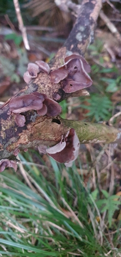 Auricularia cornea
