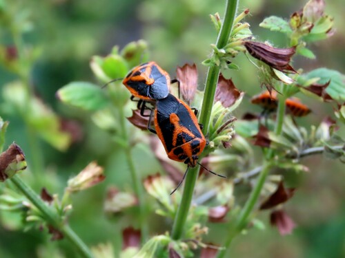 Horehound Bug photo 5