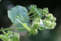 Arctium lappa