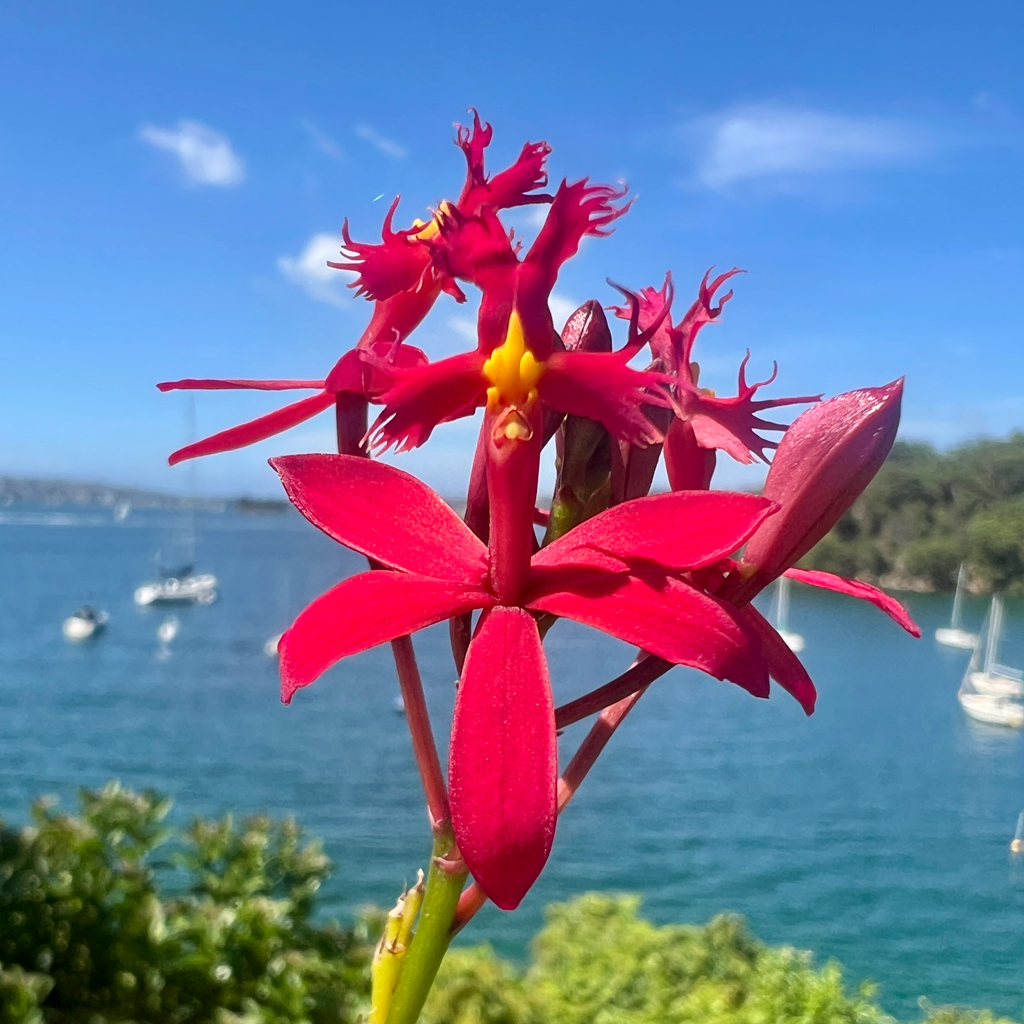 Epidendrum jamiesonis