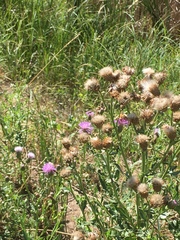 Cirsium arvense
