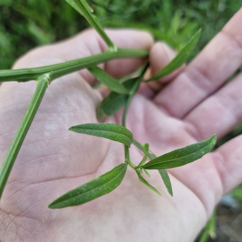 Image of Baccharis glutinosa by (c) Eduardo Luis Beltrocco, some rights reserved (CC BY)