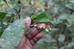 Ouratea jaliscensis