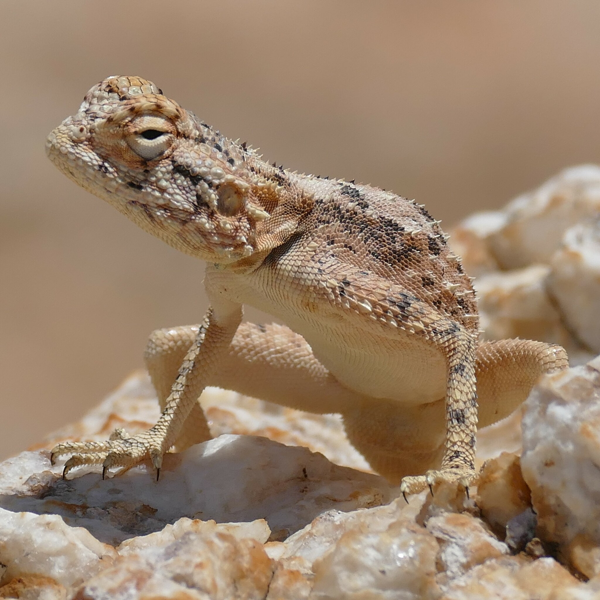 Agama anchietae Bocage, 1896
