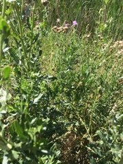 Cirsium arvense