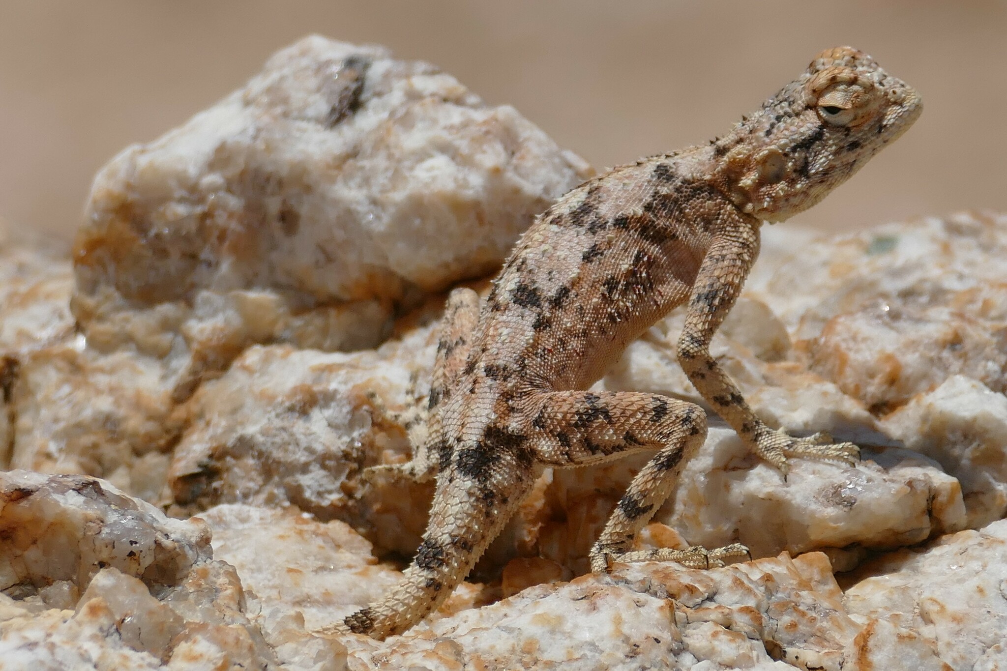Agama anchietae Bocage, 1896
