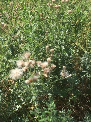 Cirsium arvense