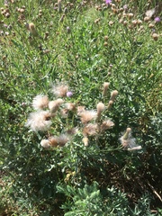 Cirsium arvense