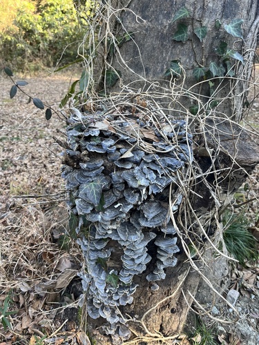 Trametes versicolor