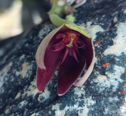 Gonostemon vetulus (Masson) P.V.Heath 3