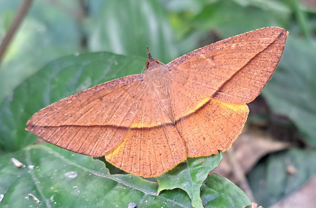 Alex continuaria (Alex continuaria)